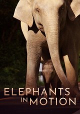 Elephants In Motion Elephants In Motion